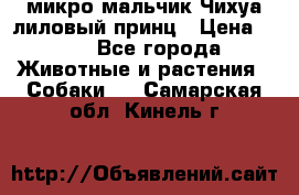 микро мальчик Чихуа лиловый принц › Цена ­ 90 - Все города Животные и растения » Собаки   . Самарская обл.,Кинель г.